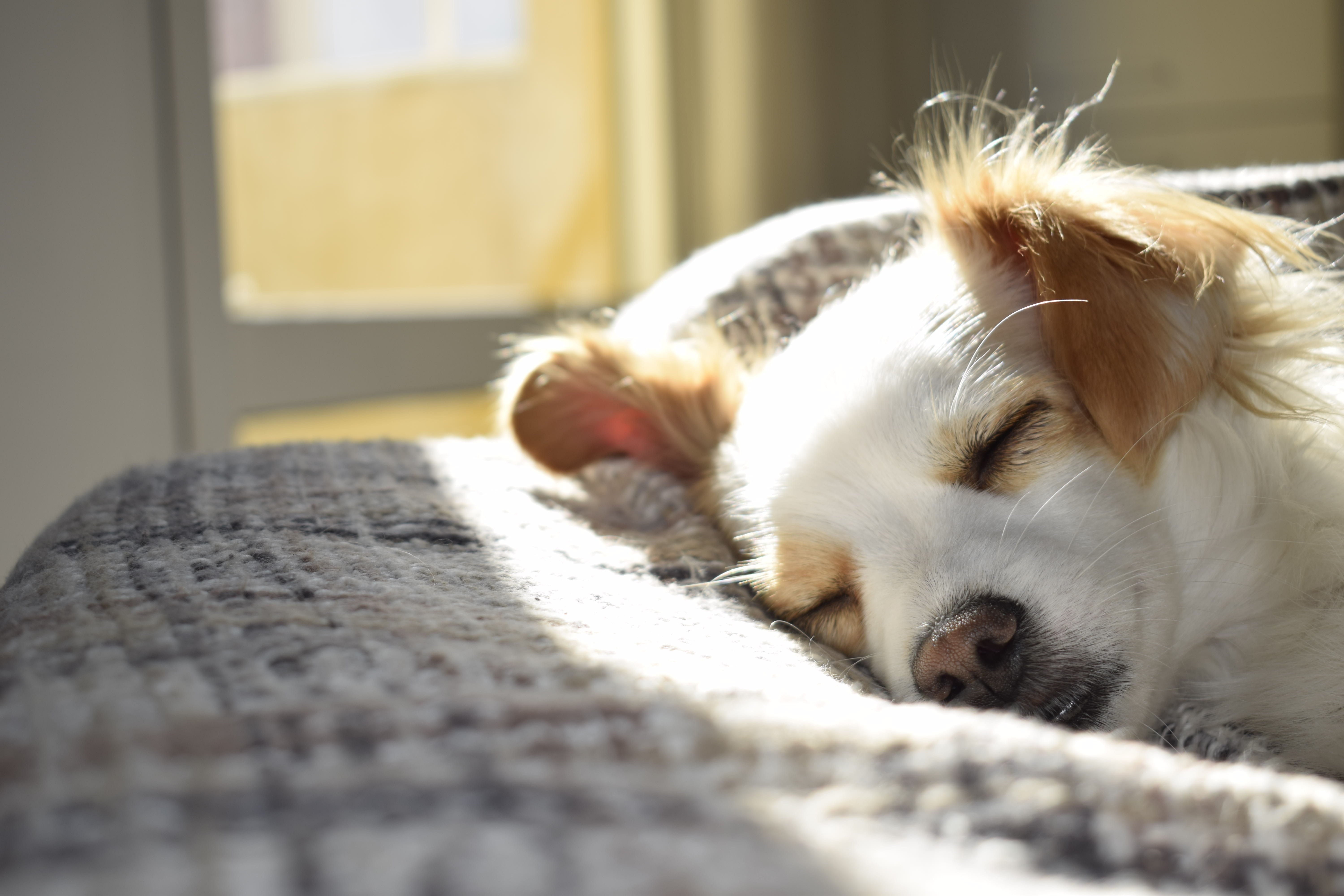 cão a dormir ao sol